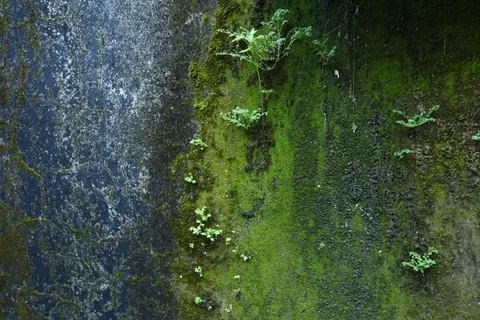 जंगल की धारा 4K वॉलपेपर · nature · 3840×2560