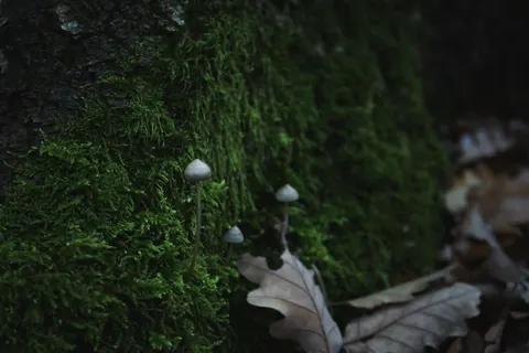 森の小川 4K壁紙 · nature · 3840×2560