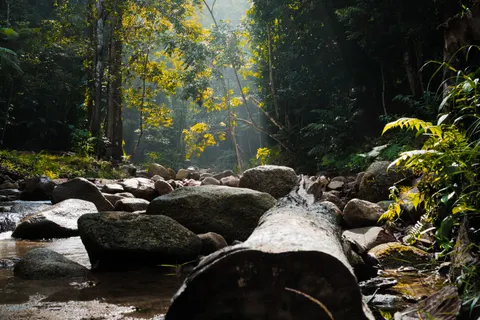 Forest Stream 4K Wallpaper · nature · 3840×2560
