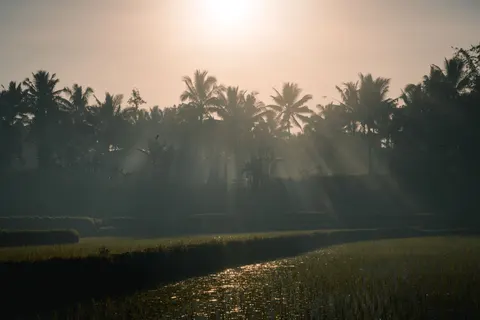 Sfondo Tramonto tra le palme 4K · nature · 3840×2561