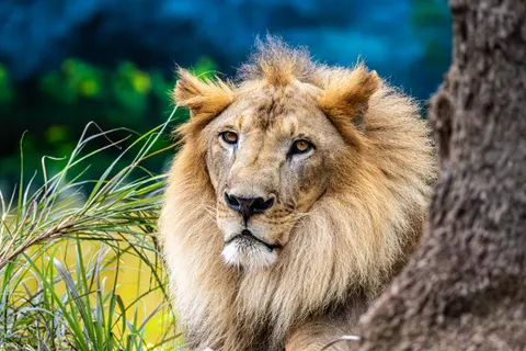 Aslan 4K Duvar Kağıdı · animals · 3840×2560