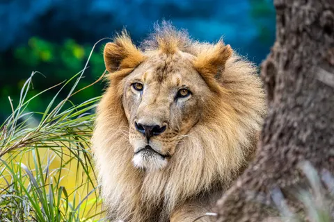 Löwe 4K Hintergrundbild · animals · 3840×2560