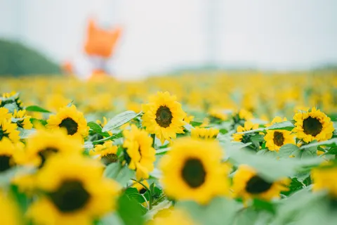 सूरजमुखी का खेत 4K वॉलपेपर · flowers · 3840×2563