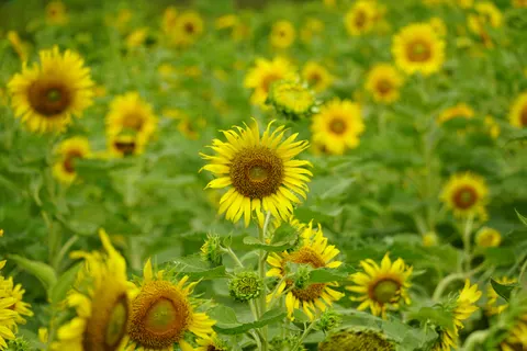 Hình nền Cánh Đồng Hoa Hướng Dương 4K · flowers · 3840×2560