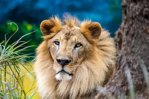 Löwe 4K Hintergrundbild · animals · 3840×2560
