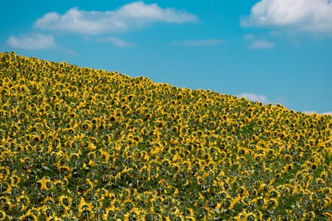 सूरजमुखी का खेत 4K वॉलपेपर · flowers · 3840×2560