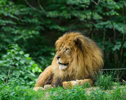 Löwe 4K Hintergrundbild · animals · 3840×3072