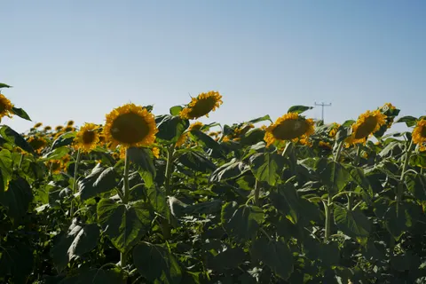 सूरजमुखी का खेत 4K वॉलपेपर · flowers · 3840×2560