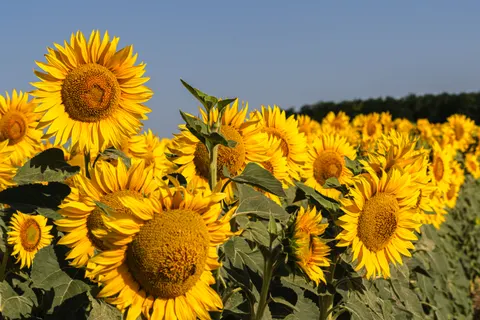 Hình nền Cánh Đồng Hoa Hướng Dương 4K · flowers · 3840×2560