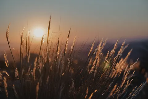 Fond d'écran Champ de blé 4K · nature · 3840×2560