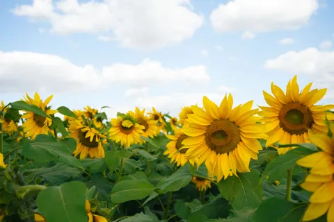 Hình nền Cánh Đồng Hoa Hướng Dương 4K · flowers · 3840×2560