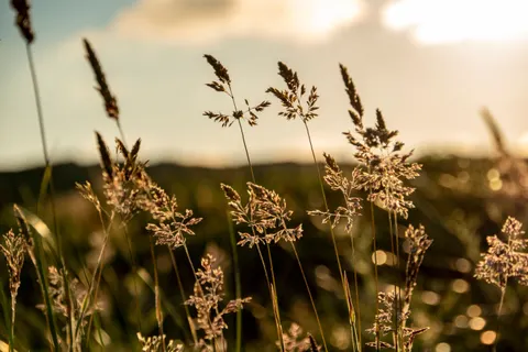 Korenveld 4K-achtergrond · nature · 3840×2560