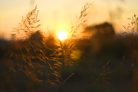 小麦畑 4K壁紙 · nature · 3840×2560