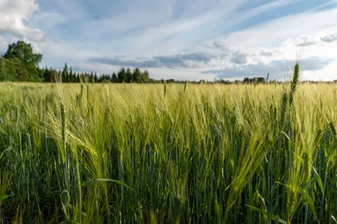 Weizenfeld 4K Hintergrundbild · nature · 3840×2560