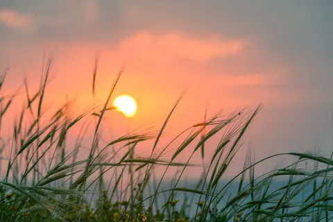 Weizenfeld 4K Hintergrundbild · nature · 3840×2563