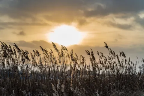 Korenveld 4K-achtergrond · nature · 3840×2560