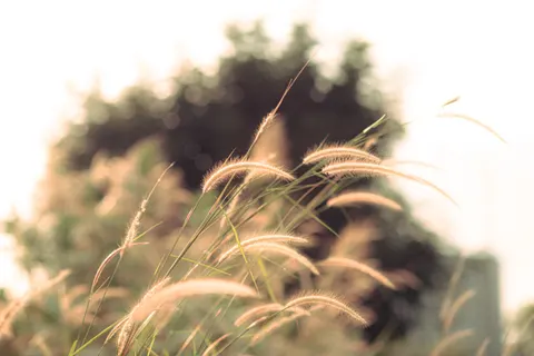 Wheat Field 4K Wallpaper · nature · 3840×2563