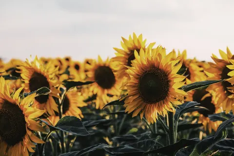 सूरजमुखी का खेत 4K वॉलपेपर · flowers · 3840×2560