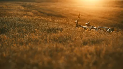 والپیپر گندم‌زار با کیفیت 4K · nature · 3840×2159