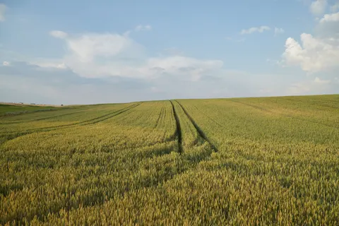 Fond d'écran Champ de blé 4K · nature · 3840×2560