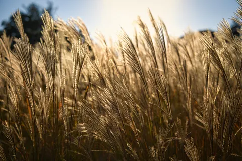 麥田 4K桌布 · nature · 3840×2557