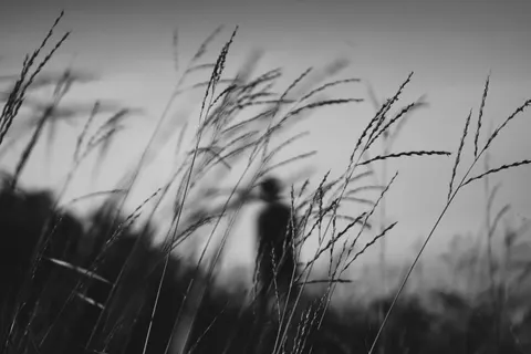 Wheat Field 4K Wallpaper · nature · 3840×2560