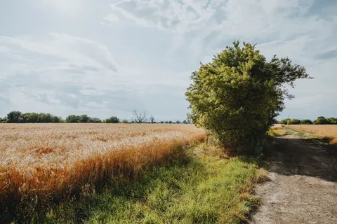 Wheat Field 4K Wallpaper · nature · 3840×2560