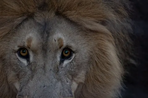 Löwe 4K Hintergrundbild · animals · 3840×2561