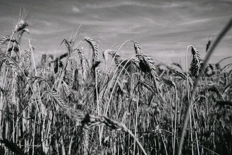 Wallpaper Ladang Gandum 4K · nature · 3840×2560
