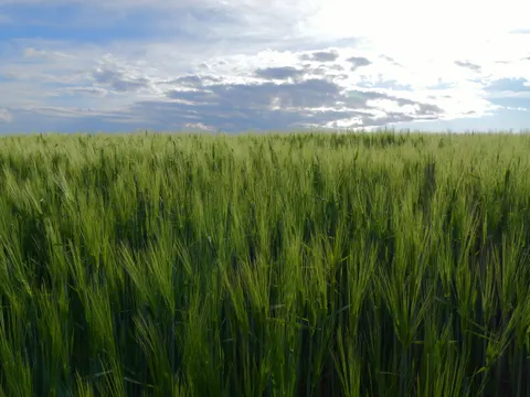 Hình nền Cánh đồng lúa mì 4K · nature · 3840×2883