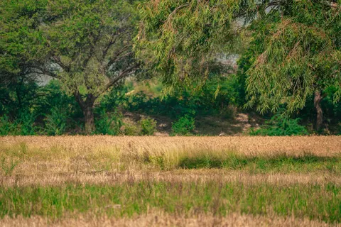 Wallpaper Ladang Gandum 4K · nature · 3840×2560