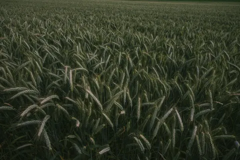 Wallpaper Ladang Gandum 4K · nature · 3840×2560