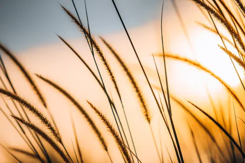 Fondo de pantalla Campo de trigo 4K · nature · 3840×2560
