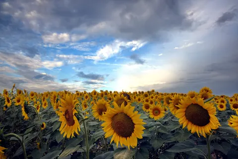 Hình nền Cánh Đồng Hoa Hướng Dương 4K · flowers · 3840×2561