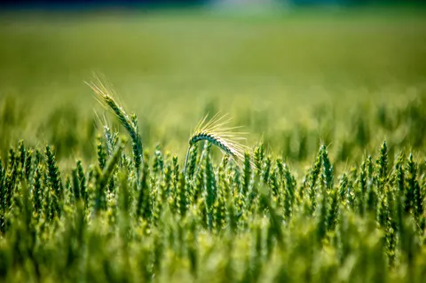 Korenveld 4K-achtergrond · nature · 3840×2550