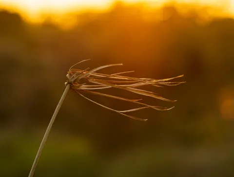 गेहूँ का खेत 4K वॉलपेपर · nature · 3840×2892