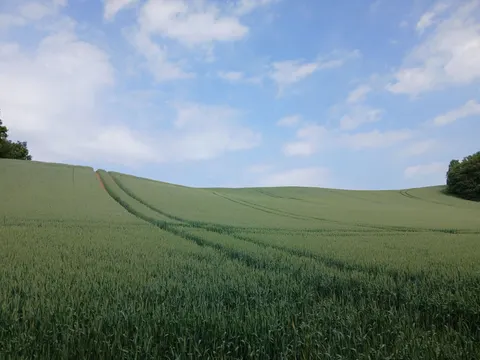 Papel de parede Campo de trigo 4K · nature · 3840×2880