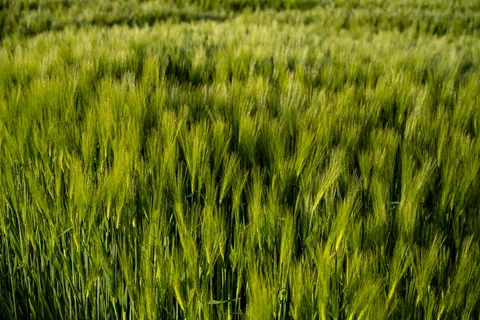 Papel de parede Campo de trigo 4K · nature · 3840×2560