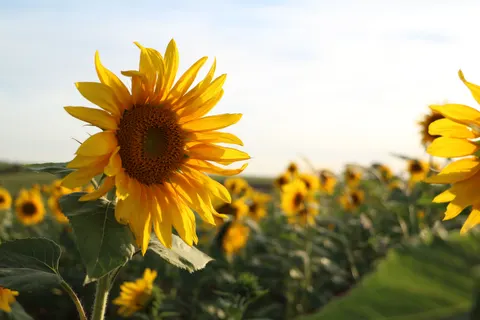 सूरजमुखी का खेत 4K वॉलपेपर · flowers · 3840×2560