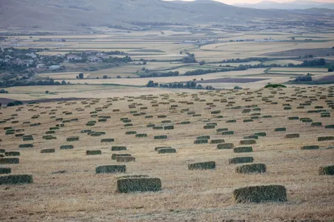Fondo de pantalla Campo de trigo 4K · nature · 3840×2560