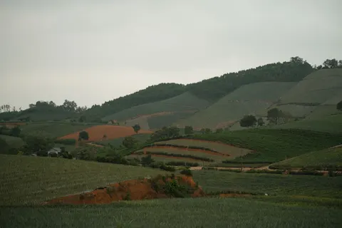 Sfondo Colline di vigneti 4K · nature · 3840×2560
