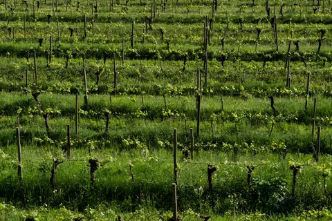 Sfondo Colline di vigneti 4K · nature · 3840×2560