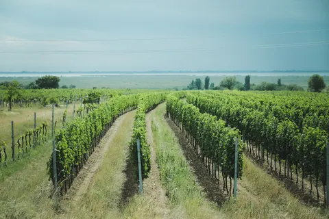 Tapeta Winnice na wzgórzach 4K · nature · 3840×2560