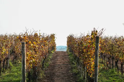 Fond d'écran Collines de vignobles 4K · nature · 3840×2560