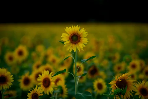 सूरजमुखी का खेत 4K वॉलपेपर · flowers · 3840×2560