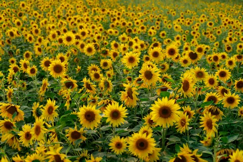 सूरजमुखी का खेत 4K वॉलपेपर · flowers · 3840×2560