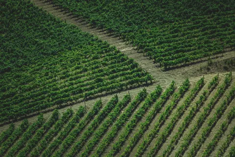 Fondo de pantalla Colinas de viñedos 4K · nature · 3840×2560