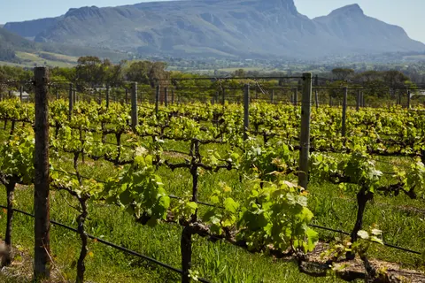 Vineyard Hills 4K Wallpaper · nature · 3840×2560