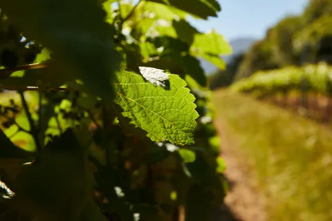 Tapeta Winnice na wzgórzach 4K · nature · 3840×2560