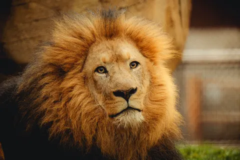 Aslan 4K Duvar Kağıdı · animals · 3840×2560
